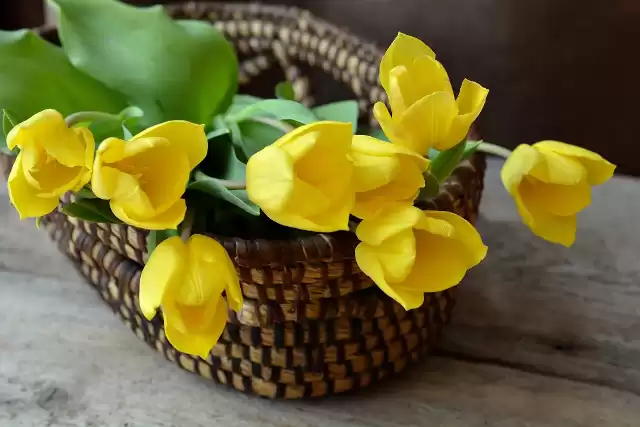 Żółte tulipany w koszyku na prezent na dzień kobiet